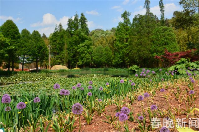 蔥花綻放昆明植物園！這么美的“廚房三寶”
