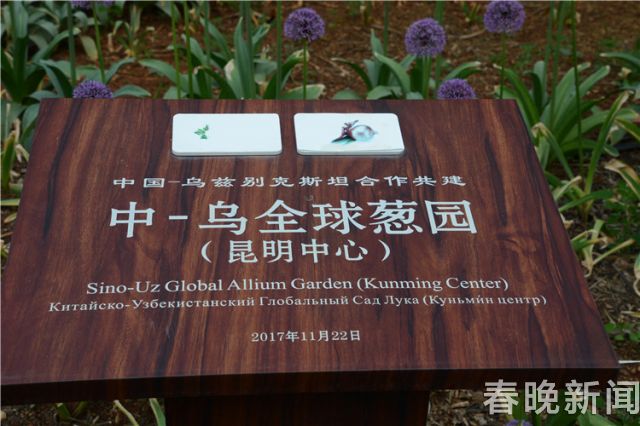 蔥花綻放昆明植物園！這么美的“廚房三寶”