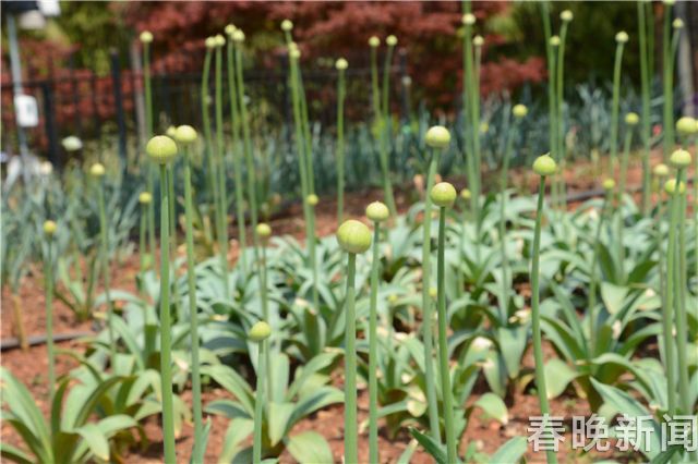 蔥花綻放昆明植物園！這么美的“廚房三寶”