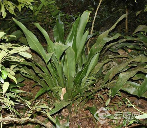 云南發(fā)現(xiàn)極小種群野生植物“云南蘭花蕉”