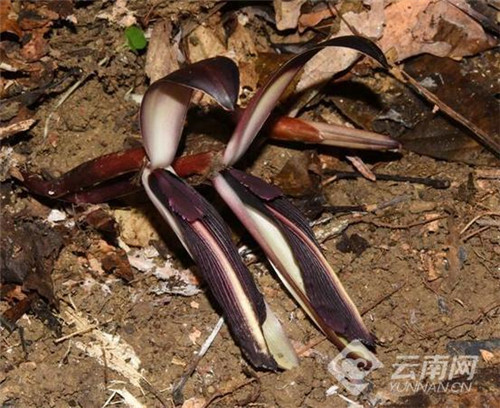 云南發(fā)現(xiàn)極小種群野生植物“云南蘭花蕉”