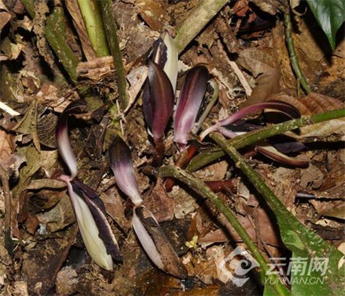 云南發(fā)現(xiàn)極小種群野生植物“云南蘭花蕉”