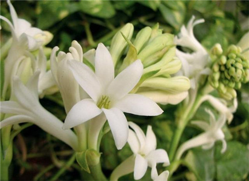 球根花卉如何養(yǎng)護