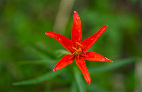 球根花卉如何養(yǎng)護
