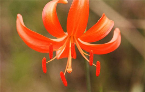球根花卉如何養(yǎng)護