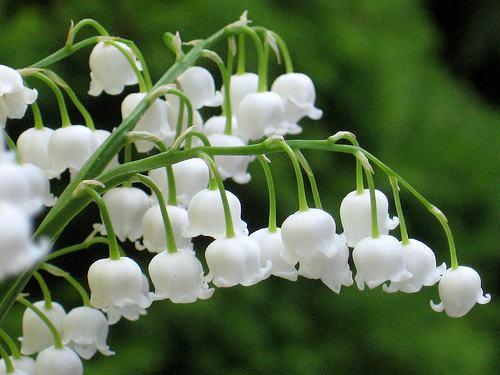 風(fēng)鈴草——花量大，氣味香甜，花漂亮