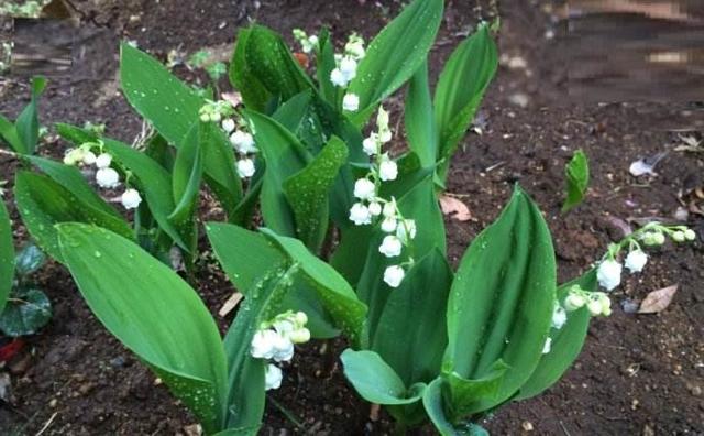 風(fēng)鈴草——花量大，氣味香甜，花漂亮
