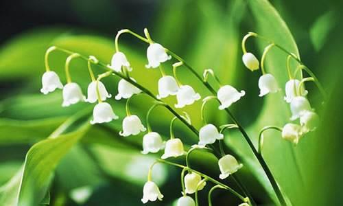 風(fēng)鈴草——花量大，氣味香甜，花漂亮