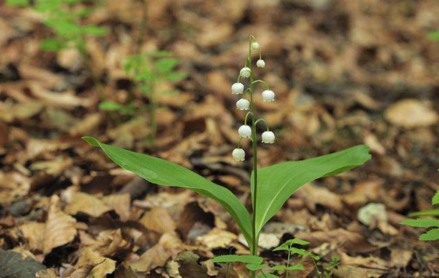 風(fēng)鈴草——花量大，氣味香甜，花漂亮