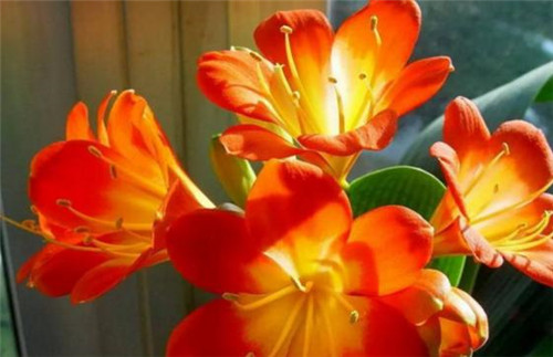 4種常見花卉施肥方法讓你養(yǎng)出美麗的花朵