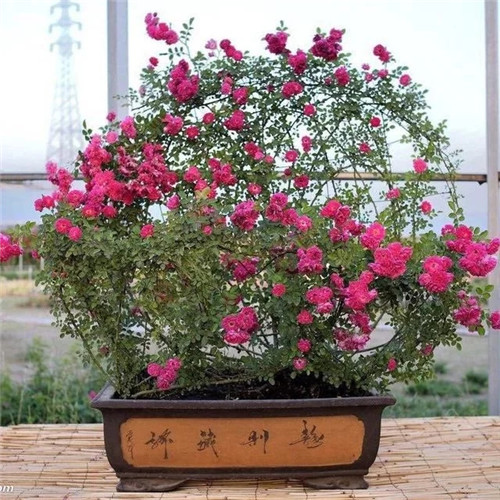 常見的旺家花卉，家里有嗎