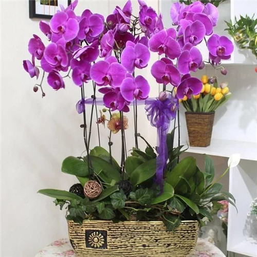 常見的旺家花卉，家里有嗎