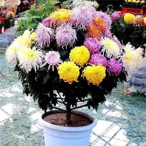 常見的旺家花卉，家里有嗎