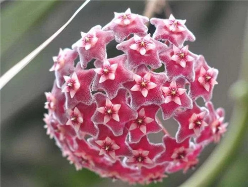農(nóng)村這種野花外形像花球, 不但珍貴而且催乳