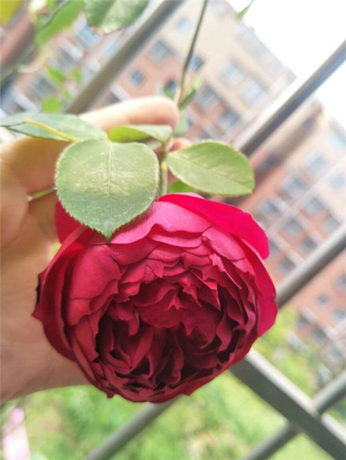 這種盆栽花卉，四季開(kāi)花不斷，花大香濃