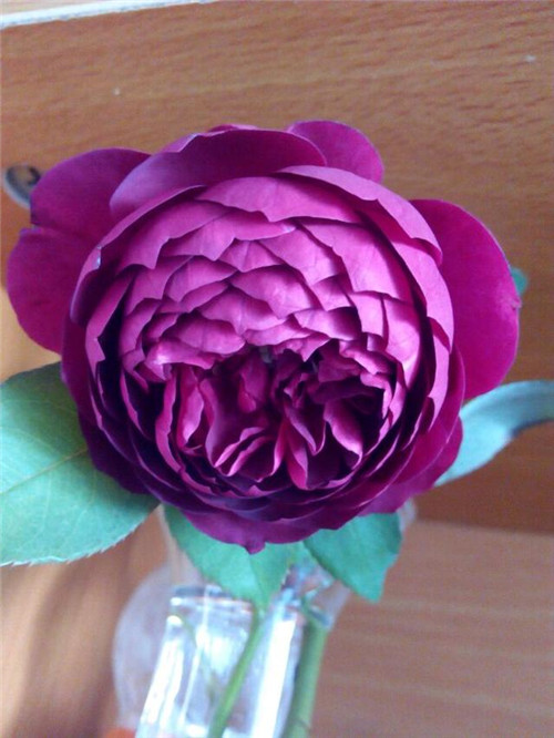 這種盆栽花卉，四季開(kāi)花不斷，花大香濃