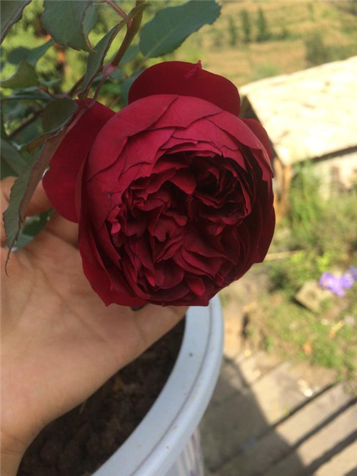 這種盆栽花卉，四季開(kāi)花不斷，花大香濃