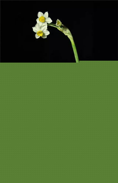 插花藝術讓你更懂得生活的情調