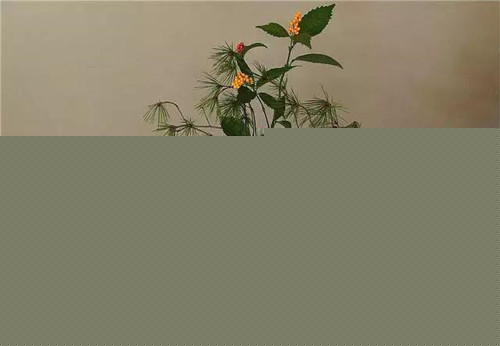 插花入瓶，生活在野
