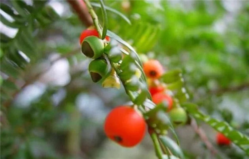 國(guó)際生物多樣性日到泰順烏巖嶺看珍稀動(dòng)植物