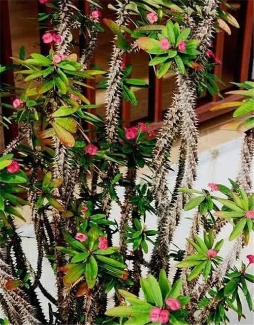 這些植物花卉有毒，養家里有可能致命