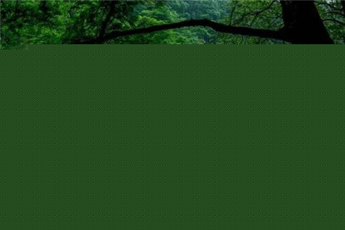 湖南一被人遺忘的國家級森林公園