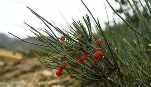 生長(zhǎng)在農(nóng)村的這種野生植物藥用價(jià)值很高