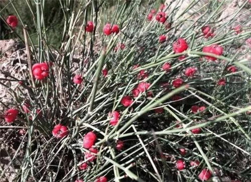 生長(zhǎng)在農(nóng)村的這種野生植物藥用價(jià)值很高