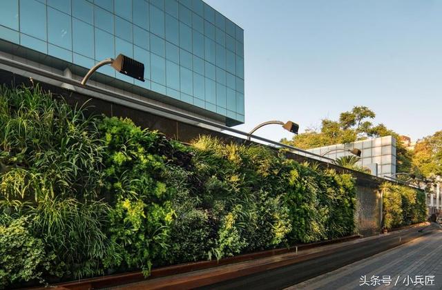 什么植物才適合用來做室外垂直綠化？