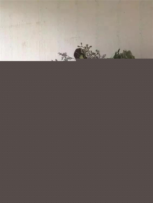 民宿設計：如果可以，我想有個這樣的小屋