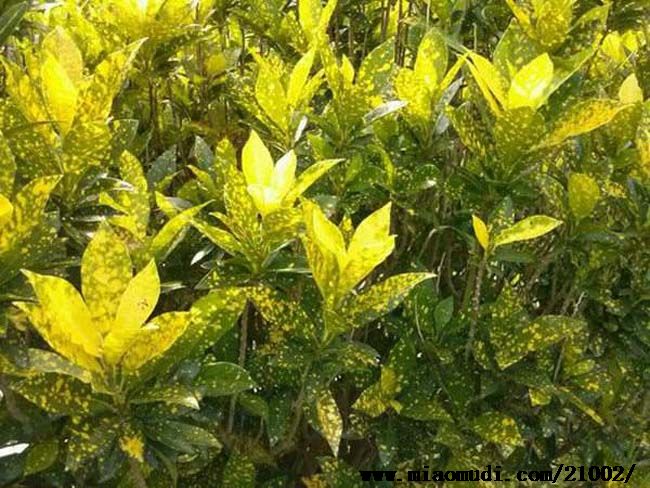 什么植物才適合用來做室外垂直綠化？