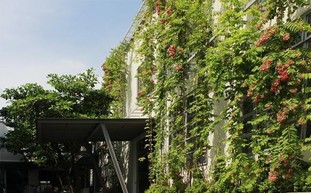 什么植物才適合用來做室外垂直綠化？