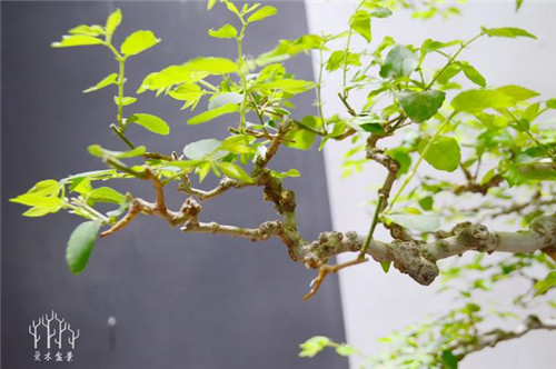 農村常見的樹種——樸樹，養好了也難如此漂亮