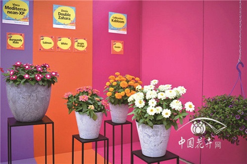 2018歐洲花卉新品展示會延續(xù)強勢