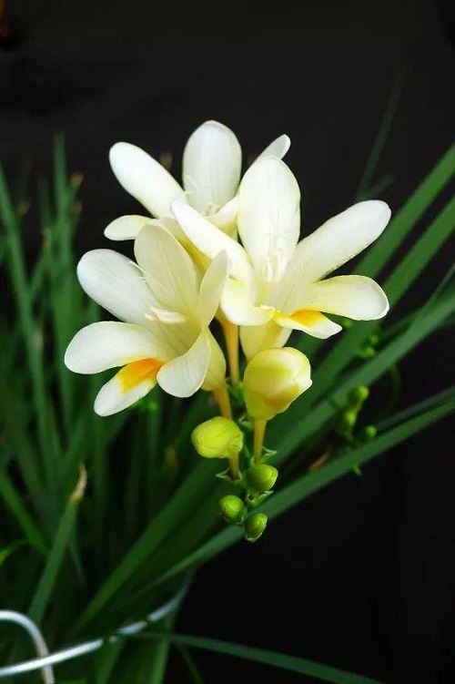 插花入門篇｜小白選手從認識常見花材開始