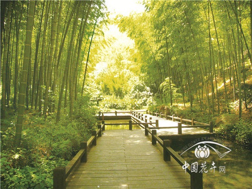 植物空間營造如何與康養(yǎng)結合？