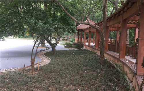 園冶杯專業(yè)獎(jiǎng)：中山陵園風(fēng)景區(qū)頭陀嶺區(qū)域環(huán)境整治工程
