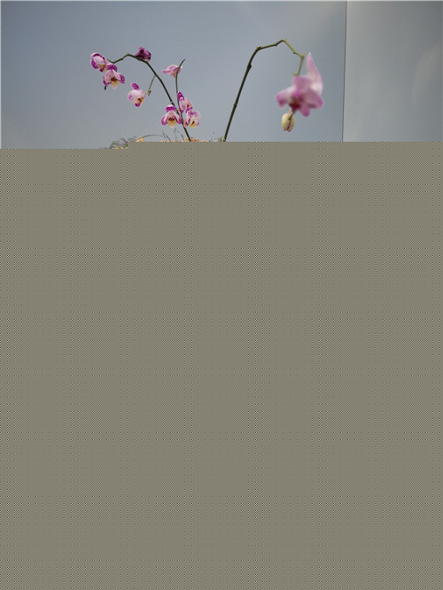 國內外花藝大師同臺獻藝 秦皇島舉辦國際插花藝術展