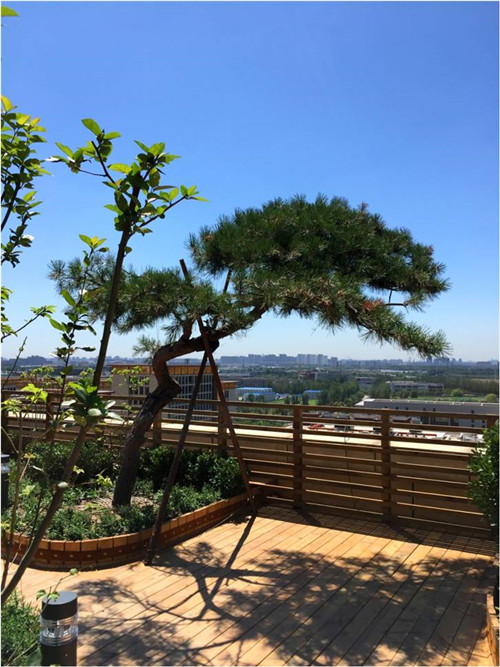 園冶杯專業獎：北大國際醫院屋頂花園設計
