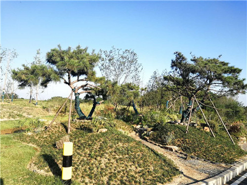 園冶杯專業獎：巢湖市烔長路景觀工程