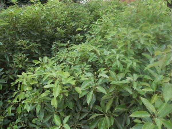 素有“植物黃金”美譽(yù) 紹興這種植物走紅全國