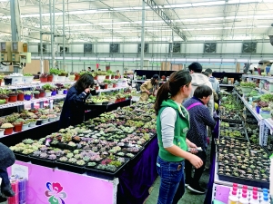 北京花鄉(xiāng)：花香中道別四大花卉交易市場