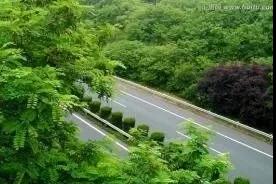 綠色通道綠地的設計與維護