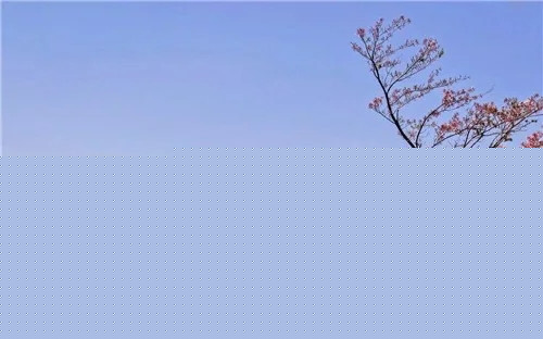 這一次，牡丹能當上中國的國花嗎？