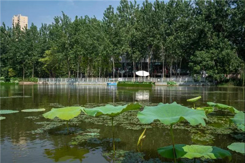 2019園冶杯專業(yè)獎丨石首顯揚府MOMA展示區(qū)景觀園林設(shè)計