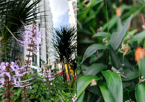 園冶杯專業(yè)獎|馬來西亞H2O住宅景觀