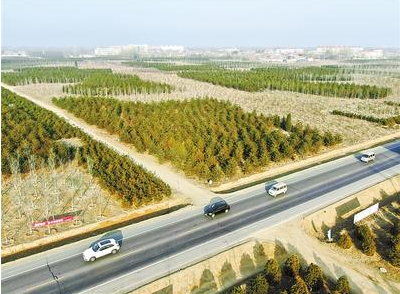 雄安新區(qū):“千年秀林”已累計造林31萬畝