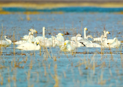 候鳥成群降落,官廳水庫化身天鵝湖