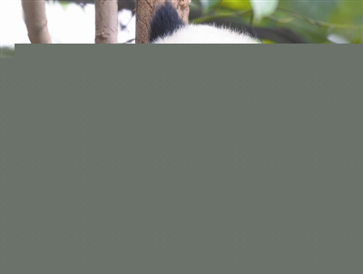 中國在推動生物多樣性保護方面占中心地位