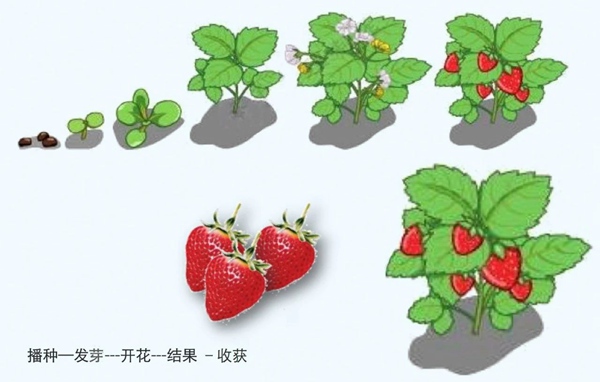 李樹華：園藝療法保持復(fù)工后身心健康